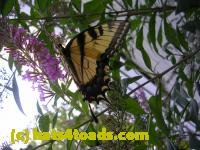 /home//u458753944/public_html/sourcegallery///////////////Insects and small critters/butterflies and moths (Lepidoptera)/DSCN1107.JPG